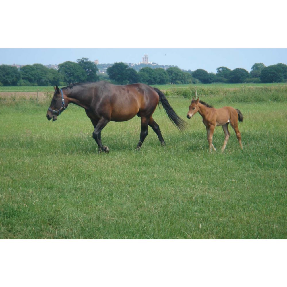 Monarch Equipaddock Grass Seed - Horse & Pony Paddock Mixture 10Kg