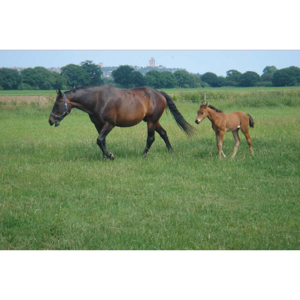 Monarch Equipaddock Grass Seed - Horse & Pony Paddock Mixture 10Kg
