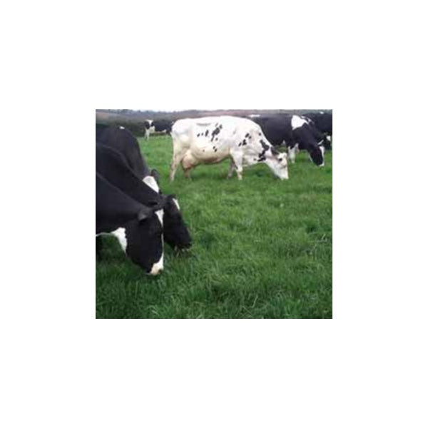 Monarch Permanent Pasture Grass Seed - Long Term Ley, Dual Purpose 13Kg