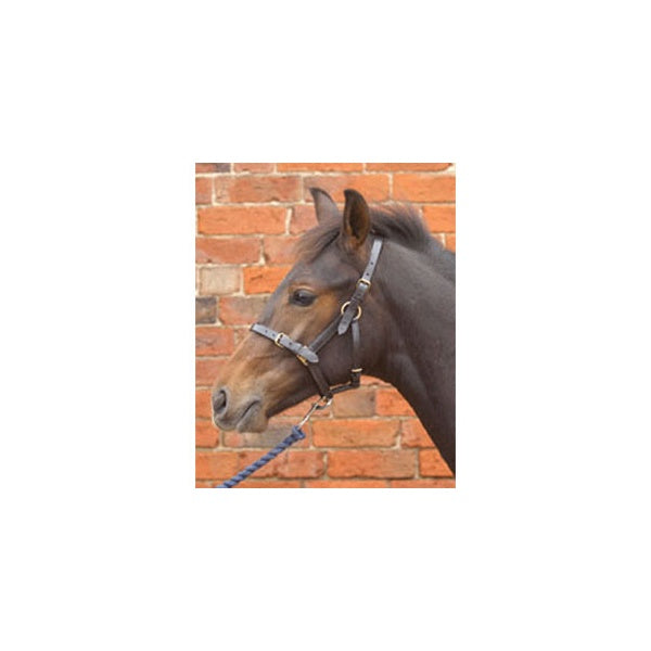 Hy Leather Foal Headcollar Brown