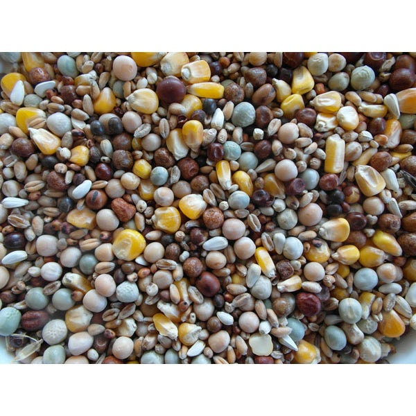 BJF Breeding Pigeon Corn / Pigeon Food 25Kg