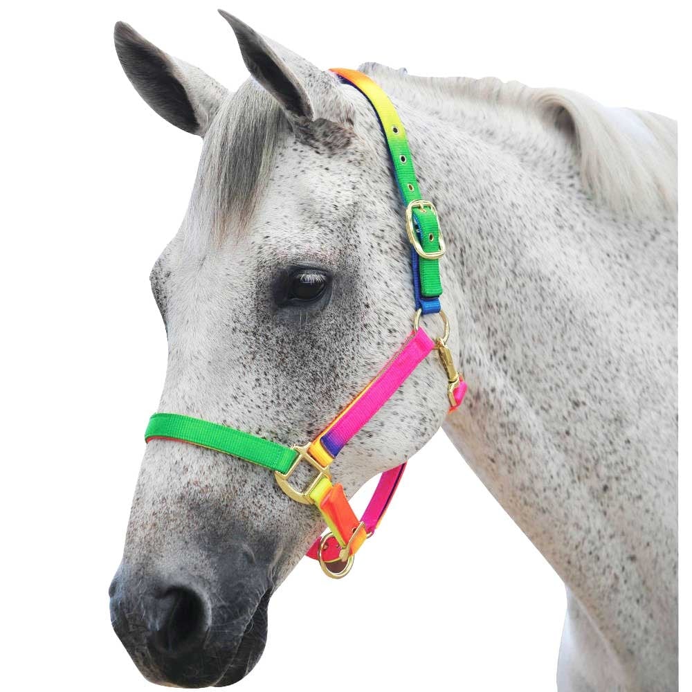 Roma Multicoloured Rainbow Headcollar