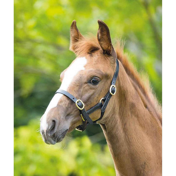 Shires Blenheim Adjustable Foal Leather Headcollar Havana