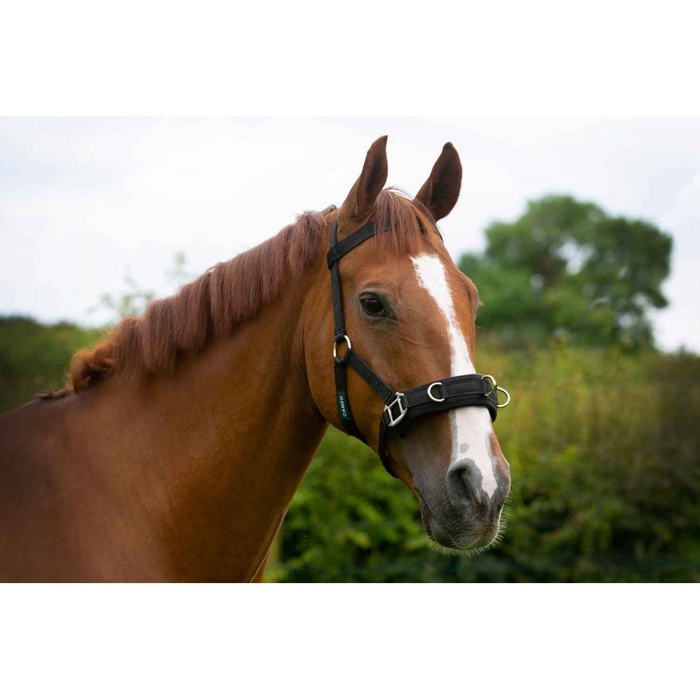 Cameo Lunge Cavesson Black Cob