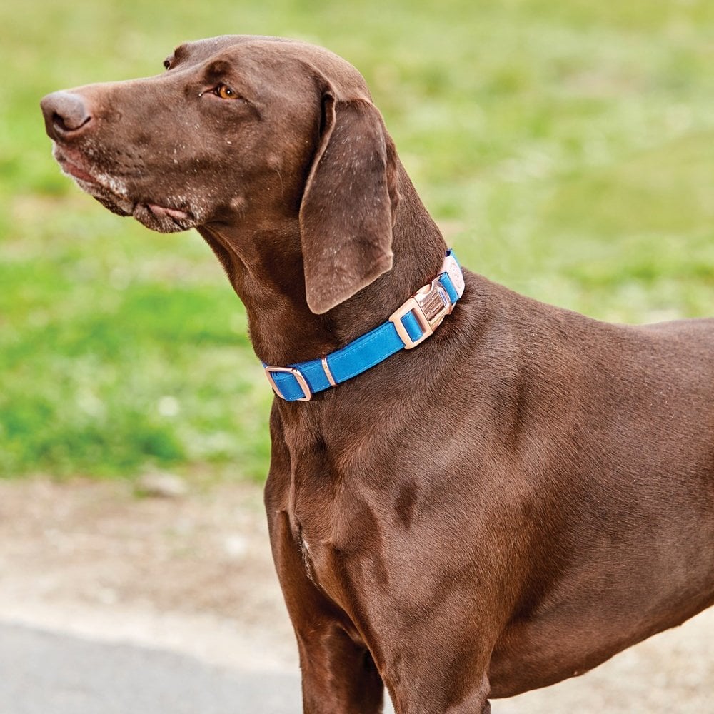 Weatherbeeta Elegance Dog Collar Blue