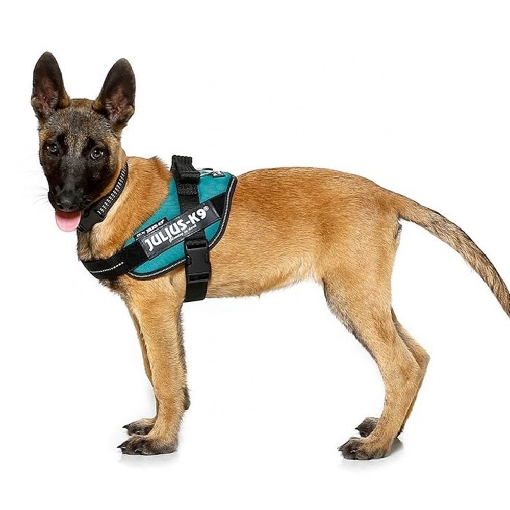 Julius-K9 IDC Powerharness Aquamarine