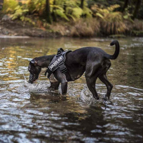 Julius-K9 IDC Powerharness Black