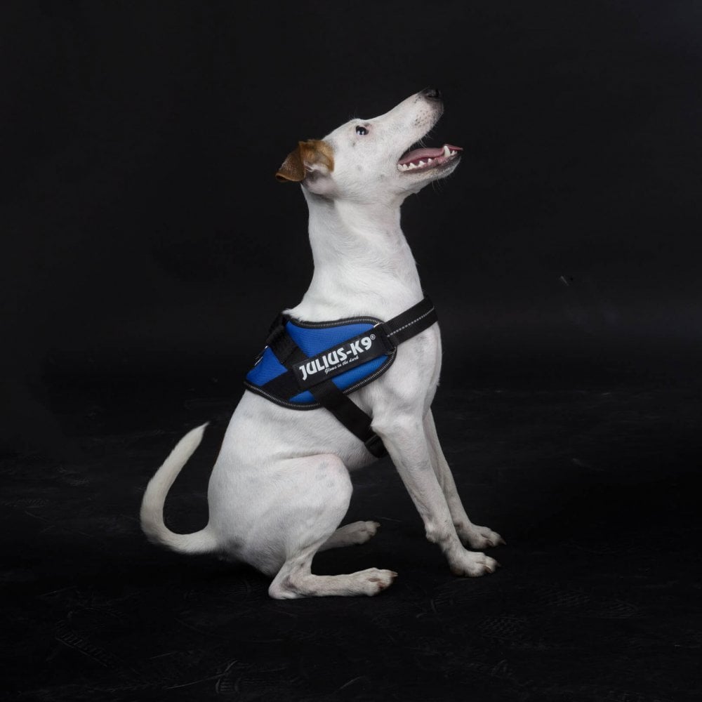Julius-K9 IDC Powerharness Blue