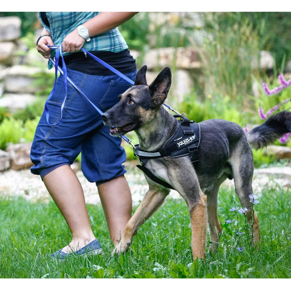 Julius-K9 IDC Front Control Y Belt With Ring