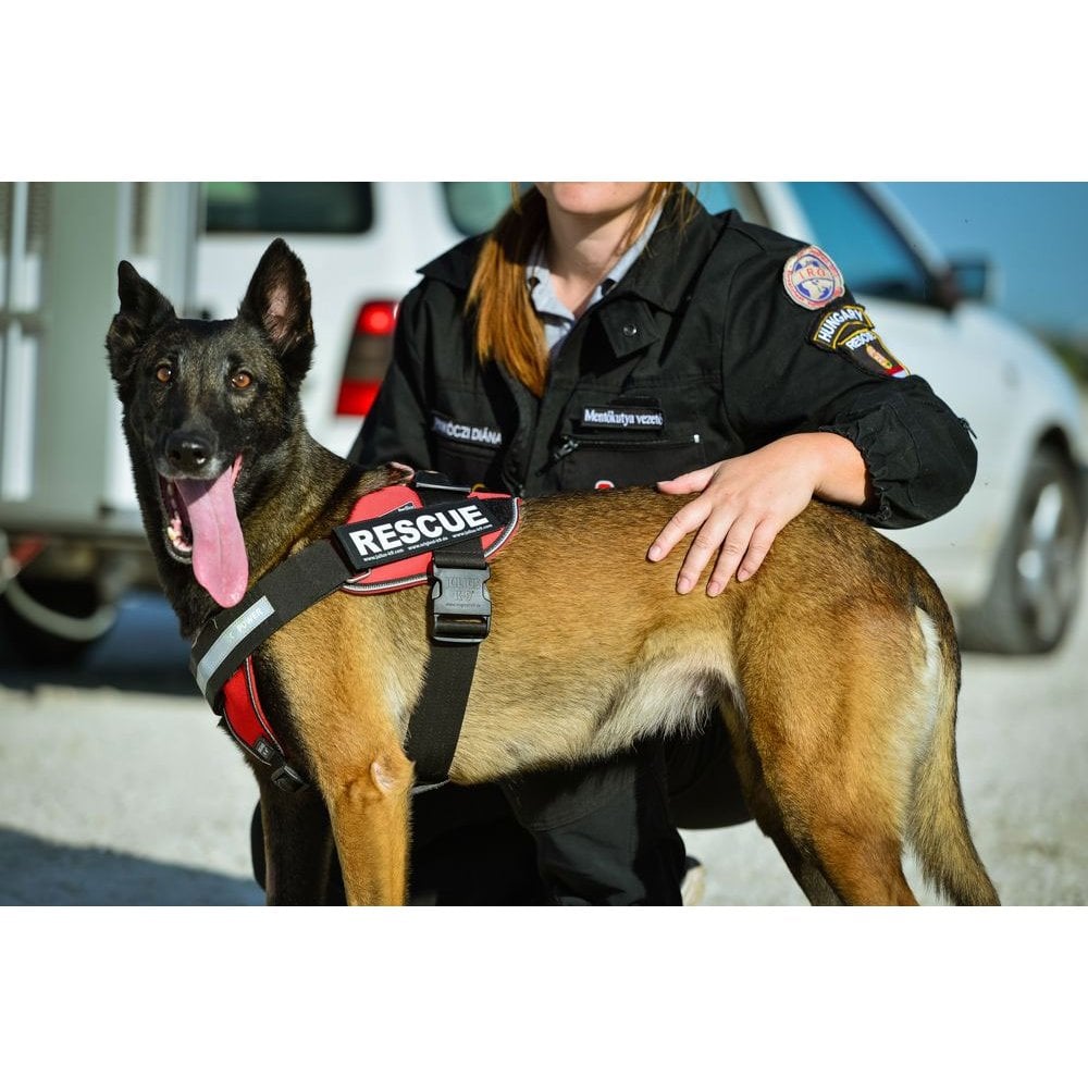 Julius-K9 Harness Labels (Pair)