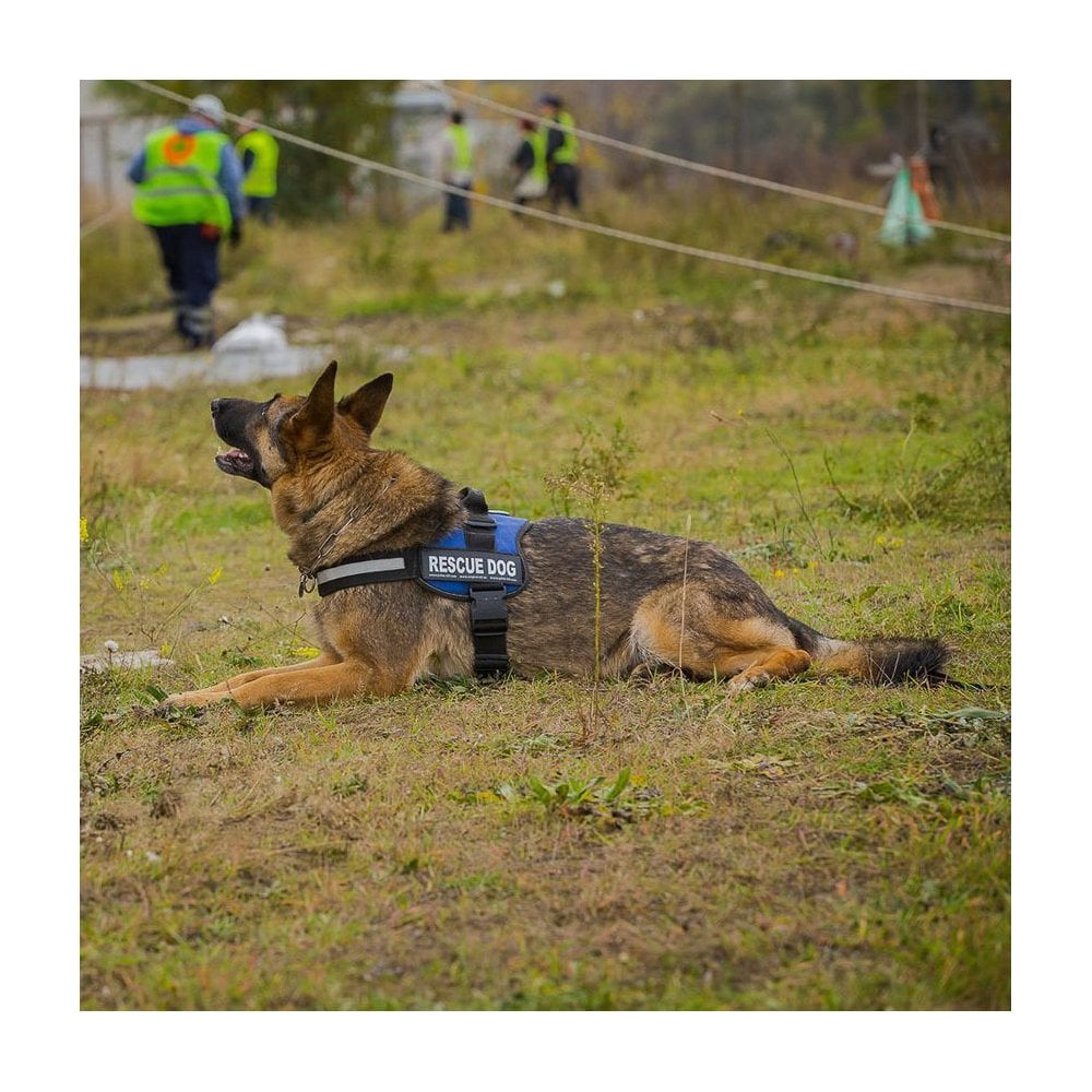 Julius-K9 Harness Labels (Pair)