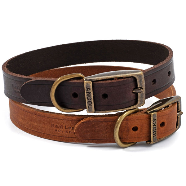 Ancol Latigo Dog Collar