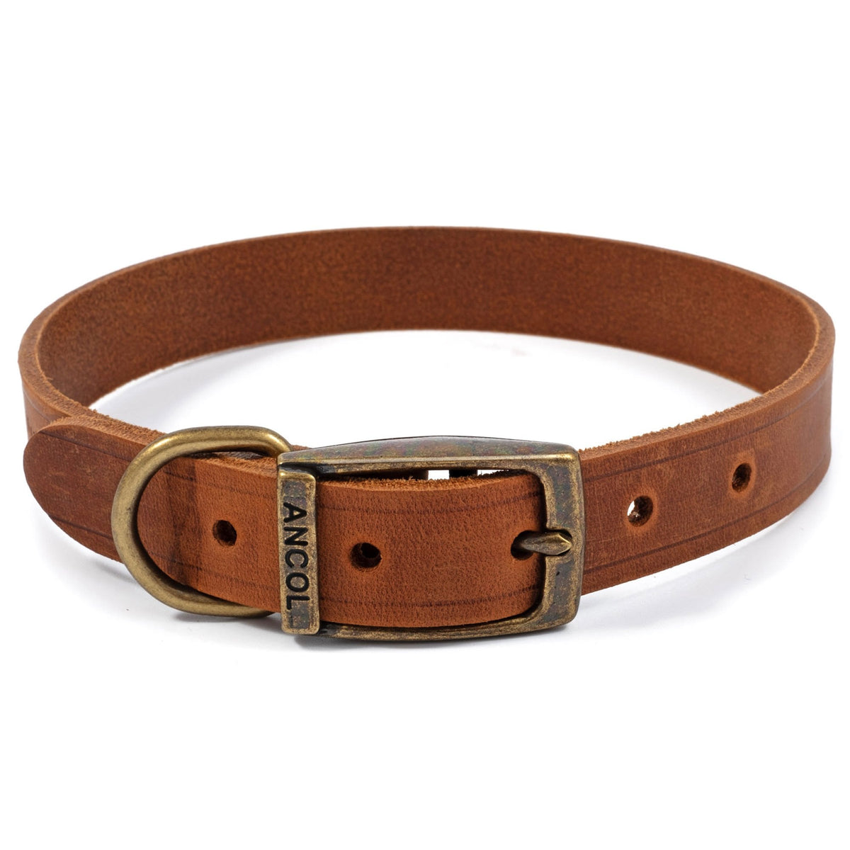 Ancol Latigo Dog Collar