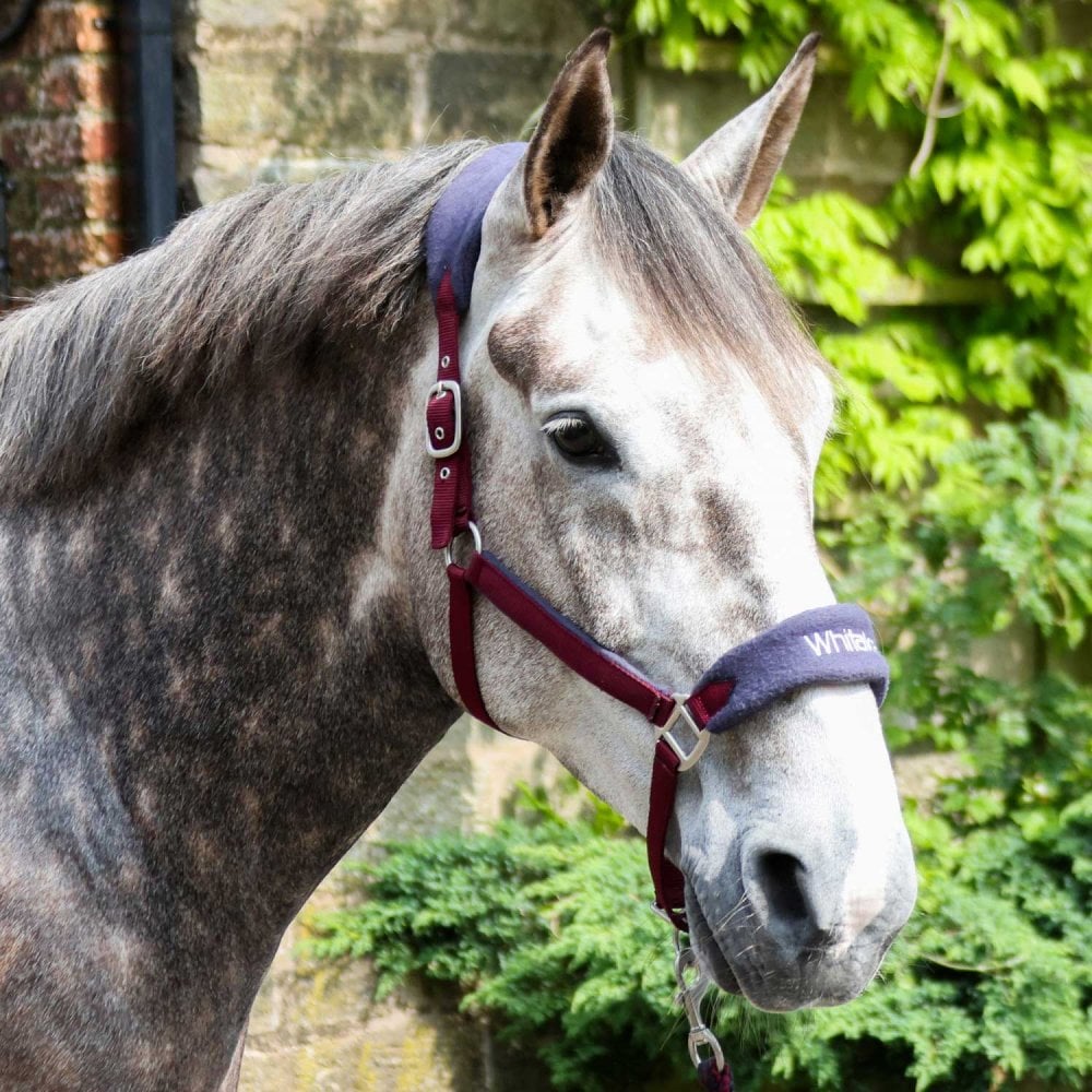 Whitaker Club Headcollar & Leadrope Set Burgundy