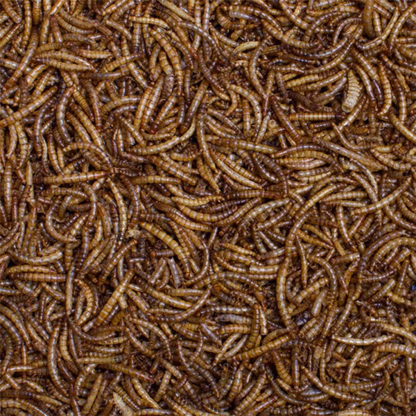 Burnhills Dried Mealworms