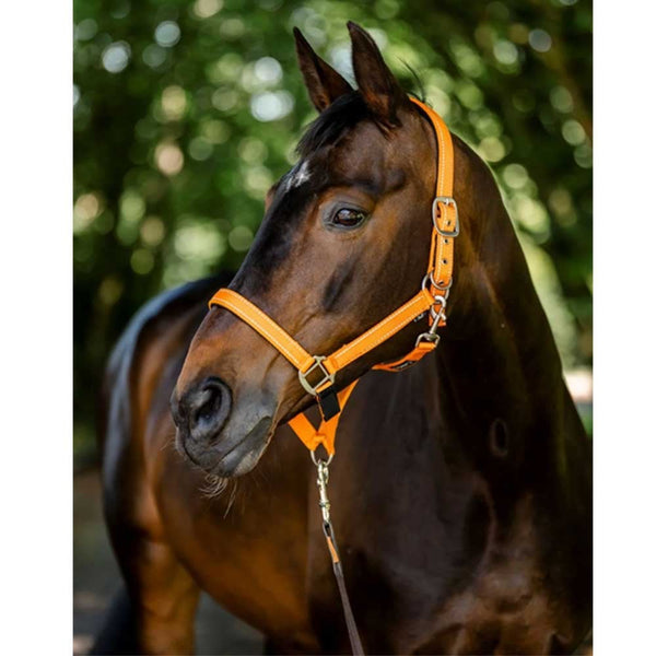 Cameo Fieldsafe Headcoallar Orange/ Reflective