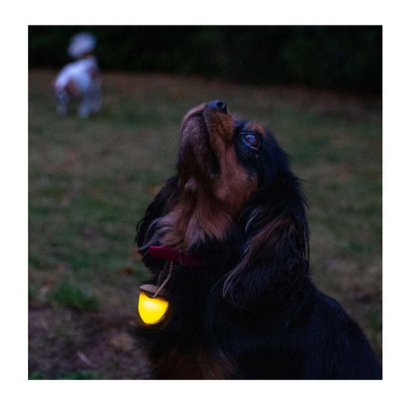 Ancol Acorn Blinker