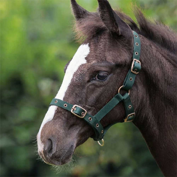 Cameo Foal Headcollar Evergreen